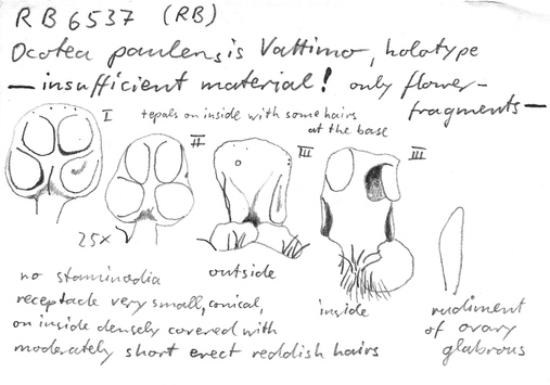 Vorschaubild Ocotea paulensis Vattimo-Gil